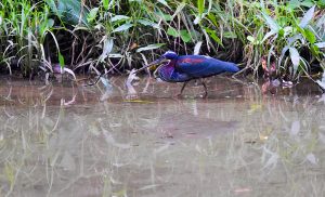 Amazon birding and photography tour - Agami Heron