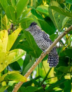 Amazon birding and photography tour - Barred Antshrike