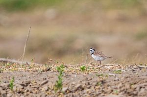 Amazon birding and photography tour - Collared Plover