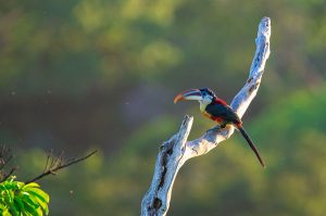 Amazon birding and photography tour - Curl-crested Aracari