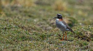 Andean endemics tour, the Peru endemic birds - Diademed Plover