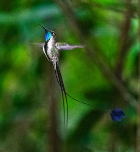 Bird Photography tour northern Peru - Marvelous Spatuletail