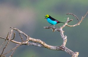 Bird Photography tour northern Peru - Paradise Tanager