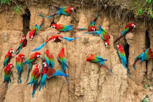 Birding Peru Cuzco and Manu - Manu parrot clay lick