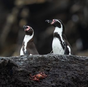 Birding and Amazonian wildlife - Humboldt's Penguin