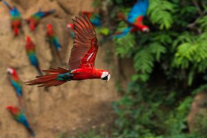 Birding and Amazonian wildlife - Red-and-green Macaw