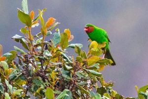 Birding and culture Chiclayo Leymebamba - Grass-green Tanager