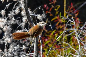 Endemic birds of Cajamarca and Marañon valley - Chestnut-backed Thornbird