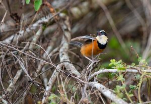 Endemic birds of Cajamarca and Marañon valley - Marañon Crescentchest