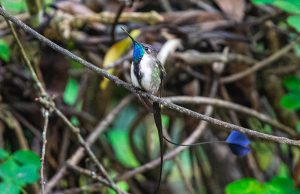 Endemic birds of Cajamarca and Marañon valley - Marvelous Spatuletail