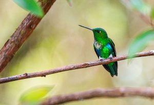 Hummingbirds of Peru - Emerald-bellied Puffleg