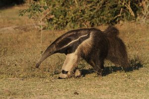 Pantanal photography tour - Giant Anteater