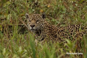Pantanal photography tour - Jaguar