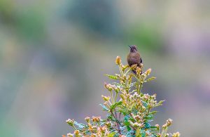 Coppery Metaltail - Green Tours Peru - Hummingbirds of Peru