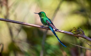 Long-tailed Sylph - Top 10 humingbirds of Peru - Green Tours