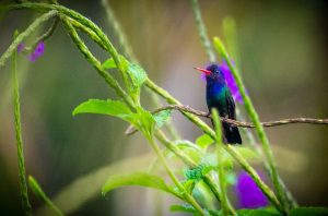White-chinned Sapphire - Green Tours Peru - Hummingbirds of Peru