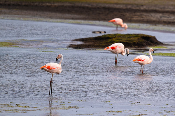Chilean Flamingos at Conococha lake.