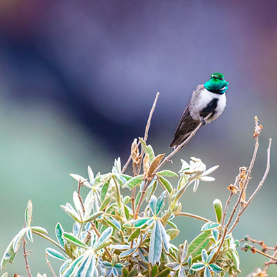 Birding Huascaran National Park Green-headed Hillstar Green Tours Peru