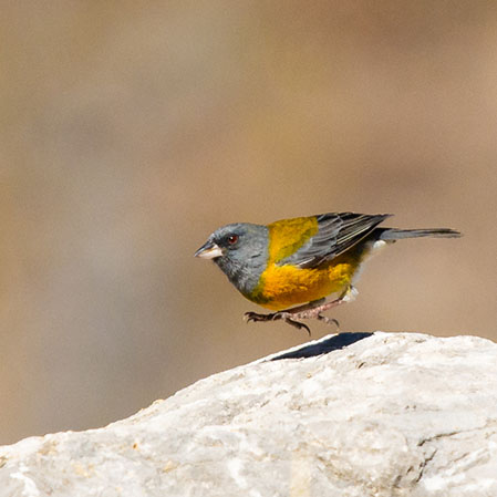 Birding Huascaran National Peruvian Sierra Finch Green Tours Peru