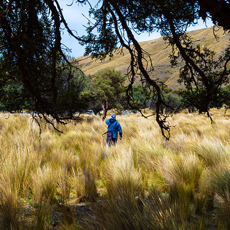 Birding the grassland at Quenococha lake Green Tours Peru