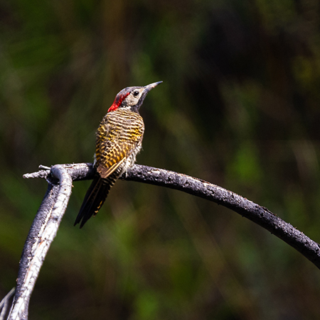 Cañon del Pato trip Back-necked Woodpecker Green Tours Peru