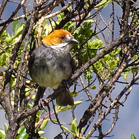 Paron lake Rufous-eared Brushfinch Green Tours Peru